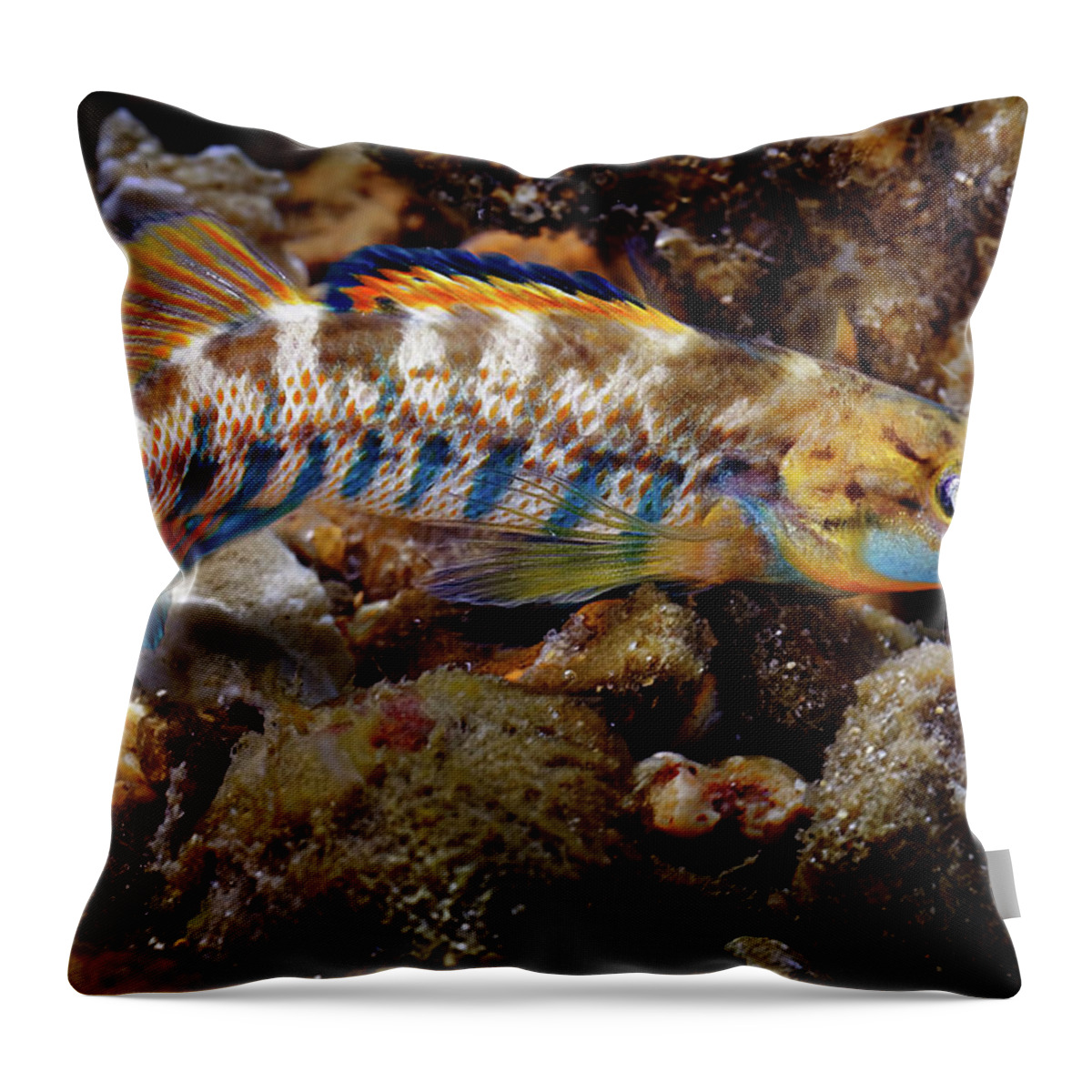2016 Throw Pillow featuring the photograph Rainbow Darter by Robert Charity