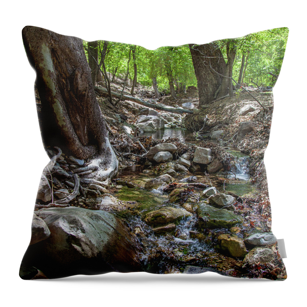 Ramsey Canyon Preserve Throw Pillow featuring the photograph Ramsey Canyon Preserve by Lon Dittrick