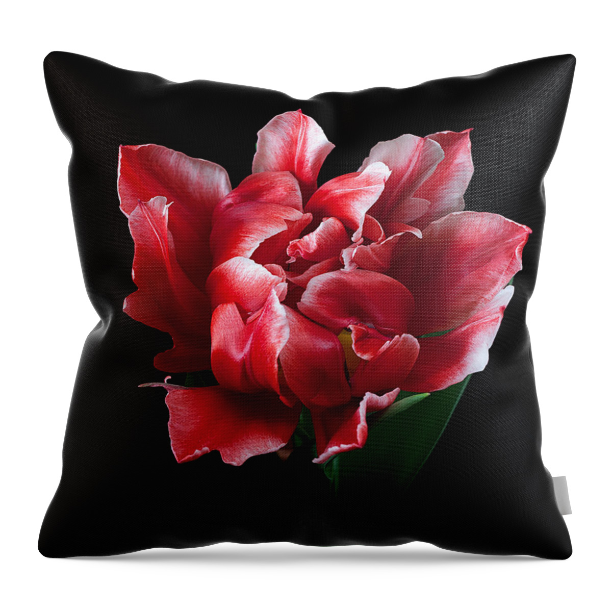Flower Throw Pillow featuring the photograph Rare Tulip Willemsoord by Ann Jacobson