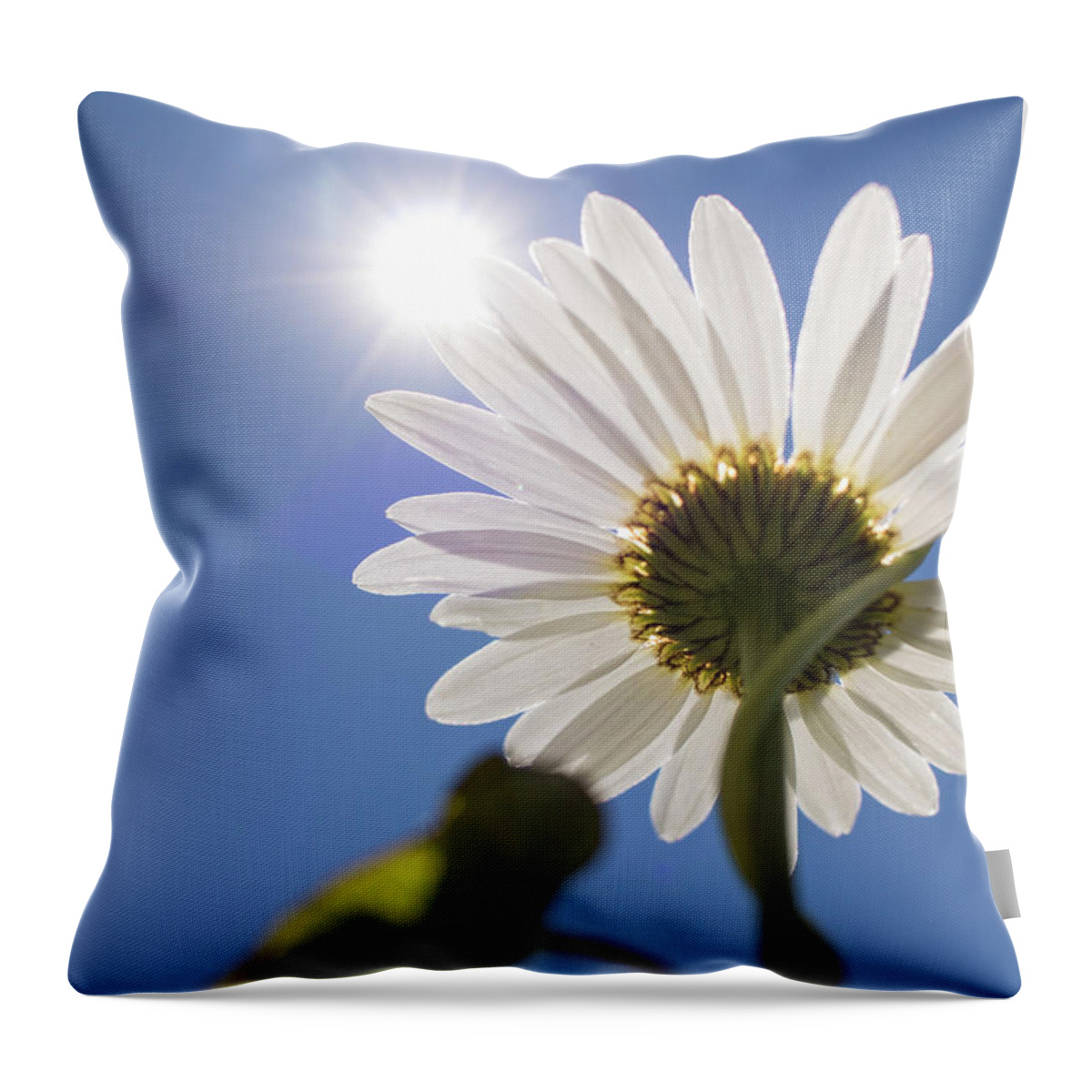 Daisy Throw Pillow featuring the photograph Reach by Holly Ross