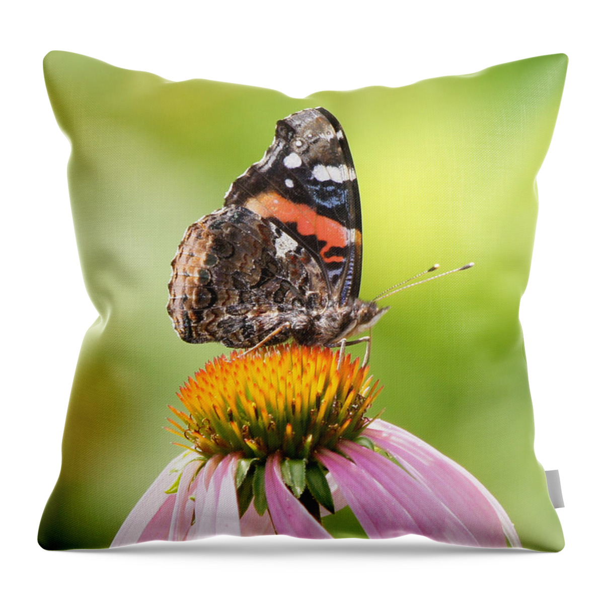 20150711-15325_v1-redadmiral Throw Pillow featuring the photograph Red Admiral Sails on Cone Flower by Robert E Alter Reflections of Infinity