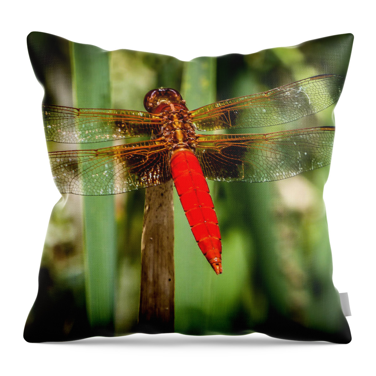 Dragonfly Throw Pillow featuring the photograph Red Dragonfly by Pamela Newcomb