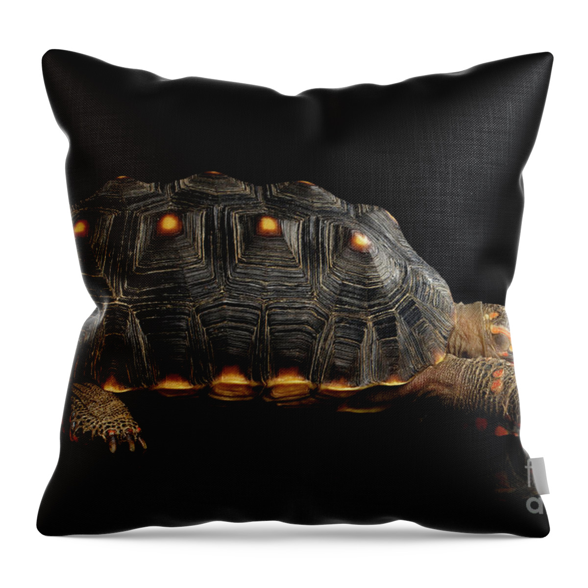 Tortoise Throw Pillow featuring the photograph Red-footed tortoise by Sergey Taran
