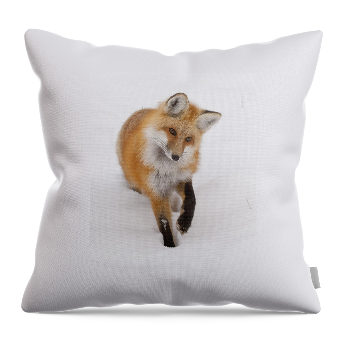 Red Fox Throw Pillow featuring the photograph Red Fox Portrait by Mark Miller