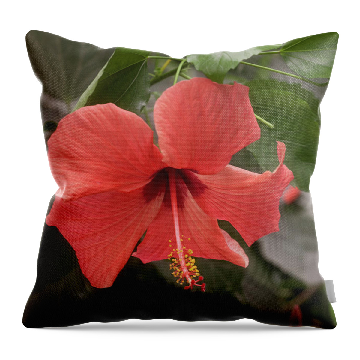 Flower Throw Pillow featuring the photograph Red Hibiscus Flower by Tim Abeln