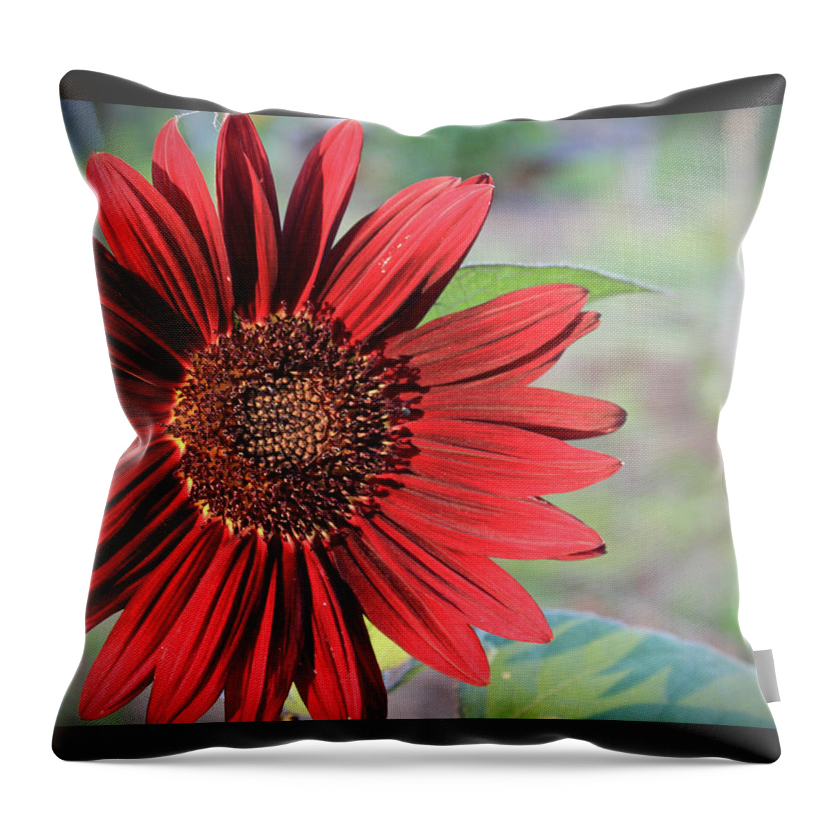 Red Throw Pillow featuring the photograph Red Sunflower by April Burton