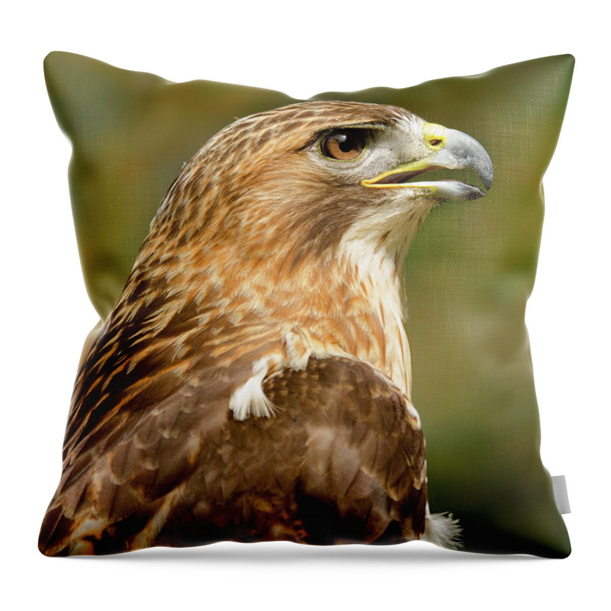 Animal Throw Pillow featuring the photograph Red-Tailed Hawk Close-up by Ann Bridges