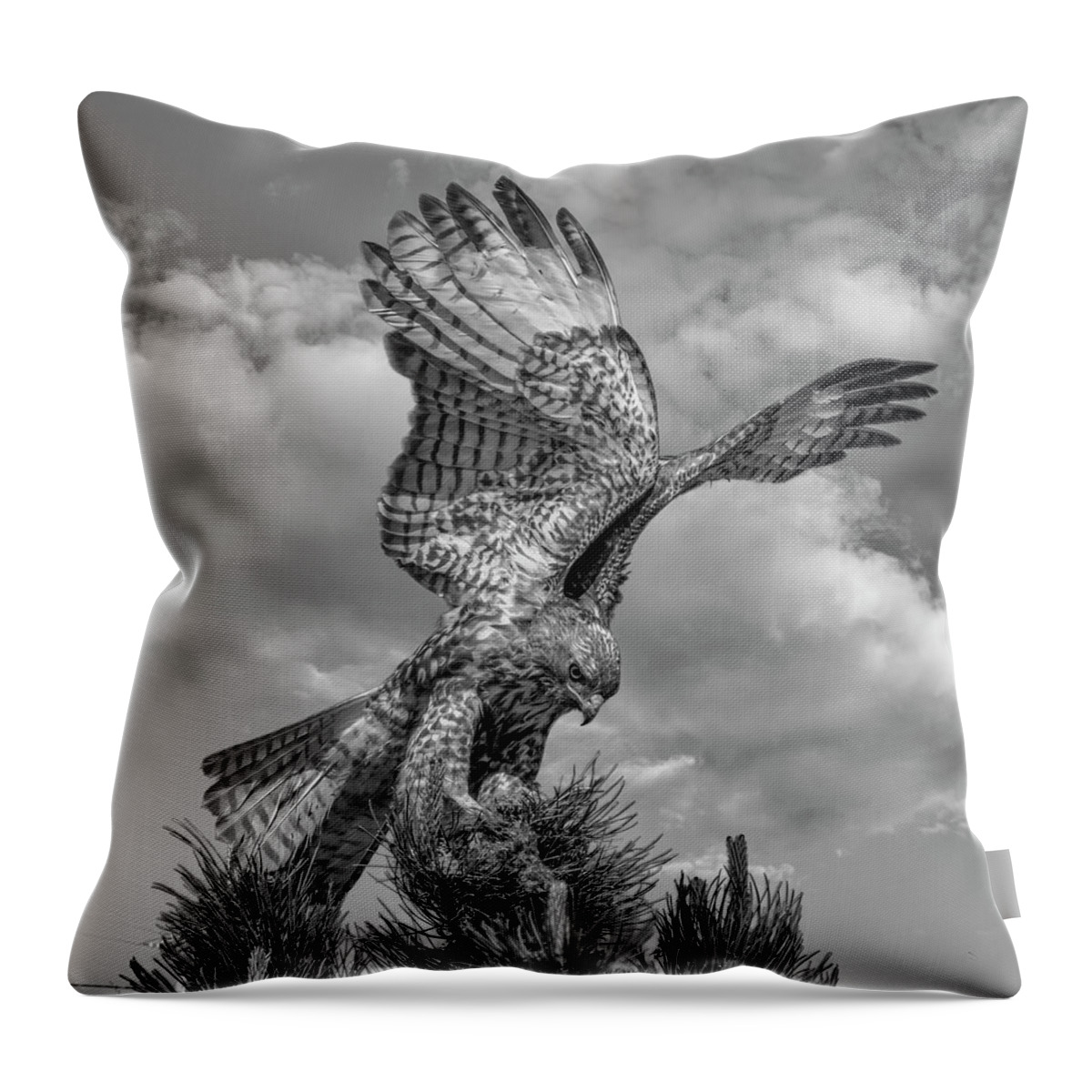 Hawk Throw Pillow featuring the photograph Red tailed Hawk Wings BW by Rick Mosher