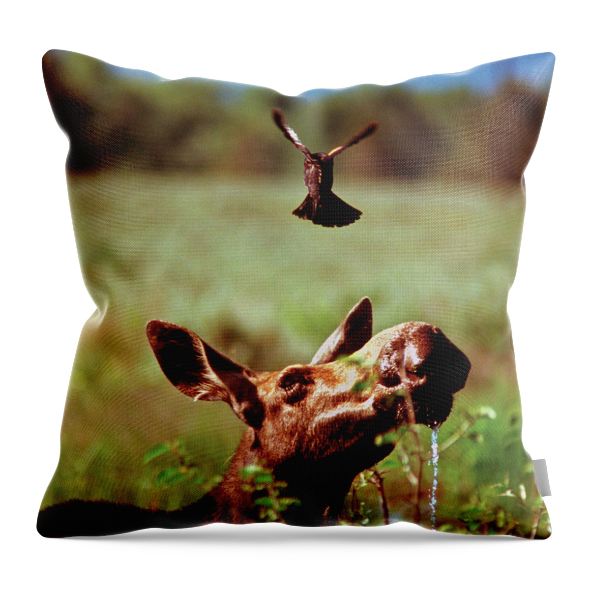 Moose Throw Pillow featuring the photograph Red-Winged Blackbird Attacking Moose by Ted Keller