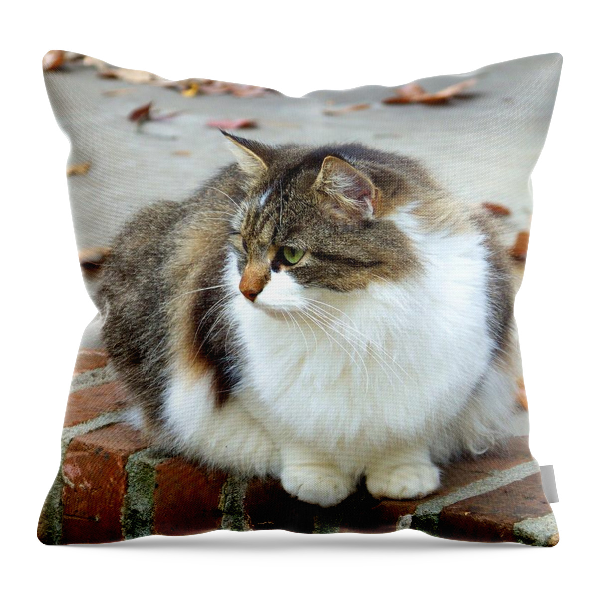 Cat Throw Pillow featuring the photograph Reflection of Autumn by Jai Johnson