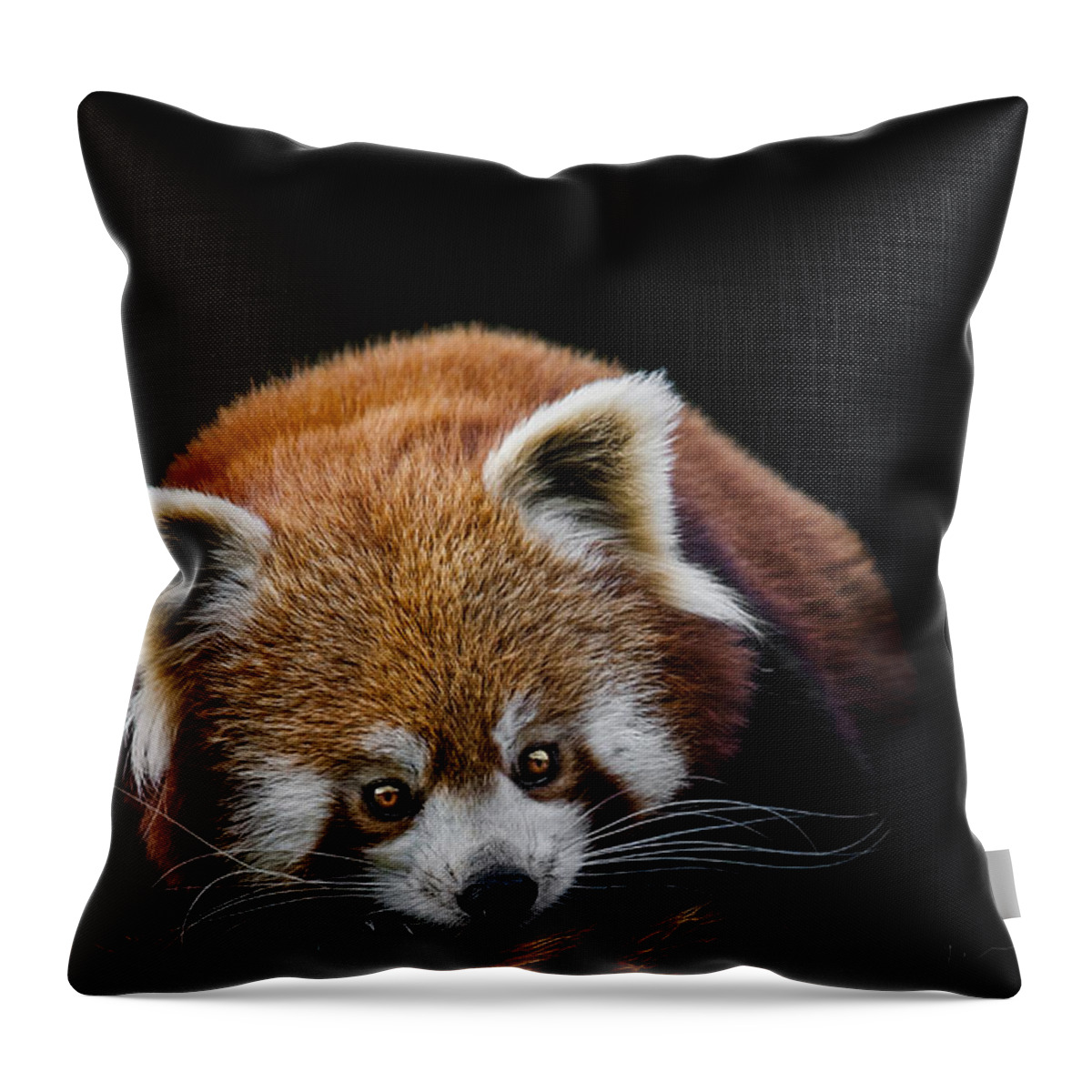 Red Throw Pillow featuring the photograph Restless by Paul Neville