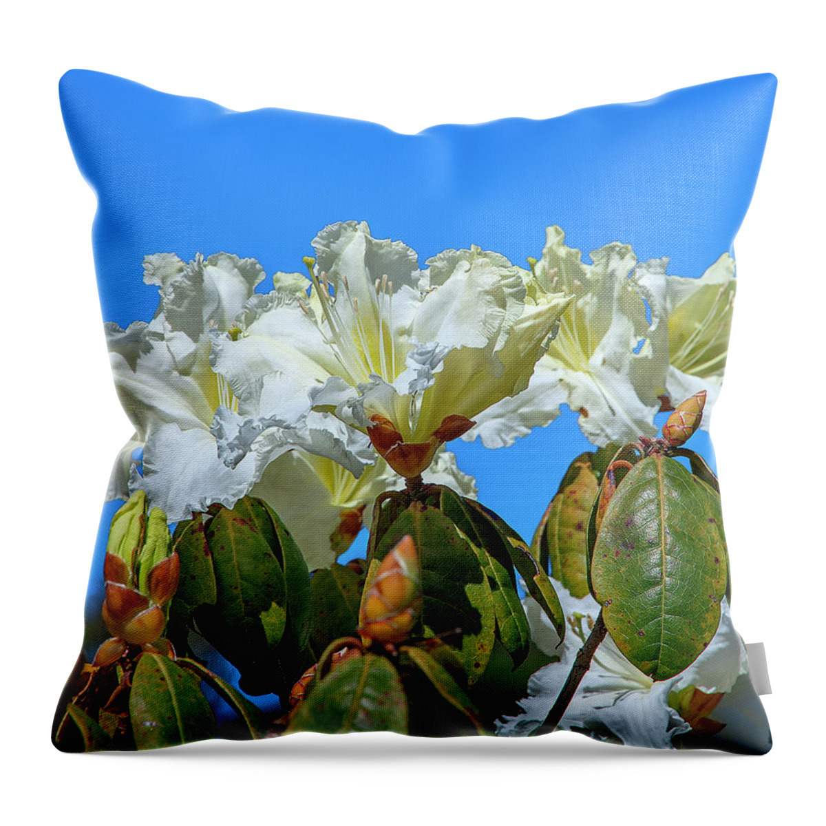 Nature Throw Pillow featuring the photograph Rhododendron ciliicalyx DTHN0213 by Gerry Gantt