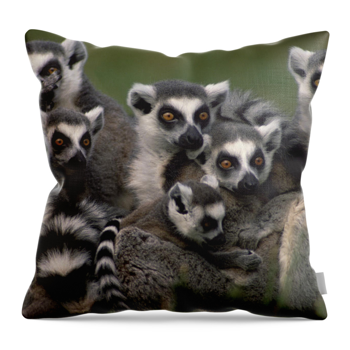 Mp Throw Pillow featuring the photograph Ring-tailed Lemur Lemur Catta Group by Gerry Ellis