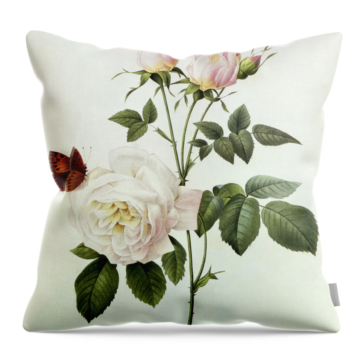 Rosa Throw Pillow featuring the painting Rosa Bengale the Hymenes by Pierre Joseph Redoute