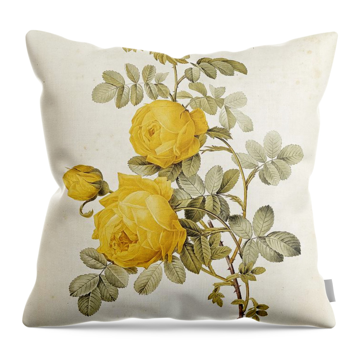 Rosa Throw Pillow featuring the drawing Rosa Sulfurea by Pierre Redoute