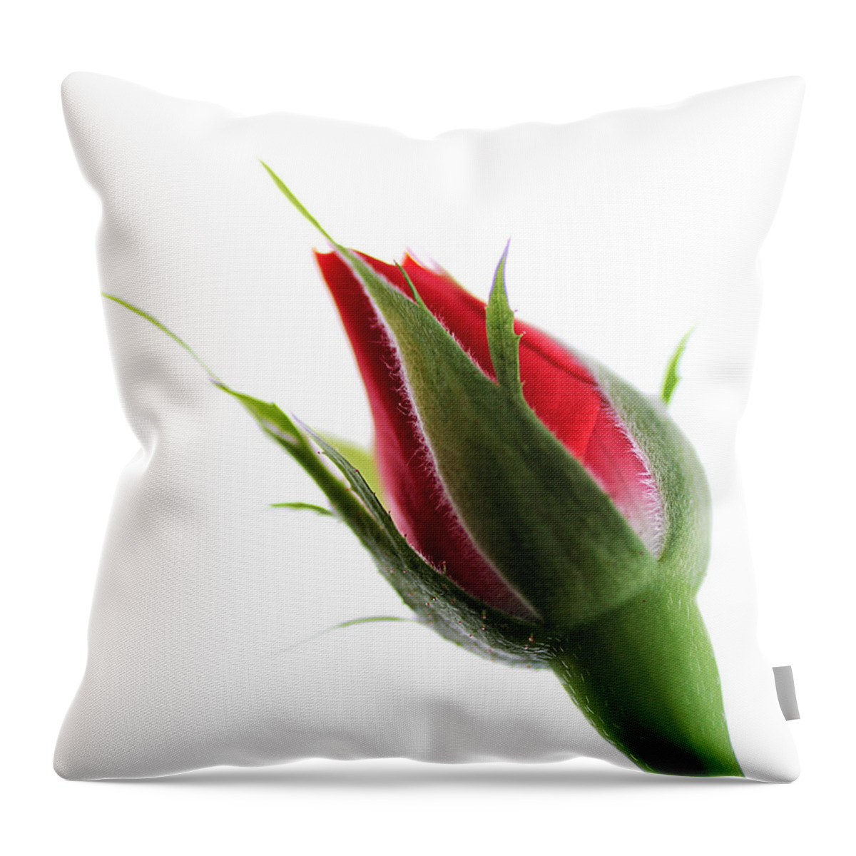 Flower Throw Pillow featuring the photograph Rosebud on White by William Selander