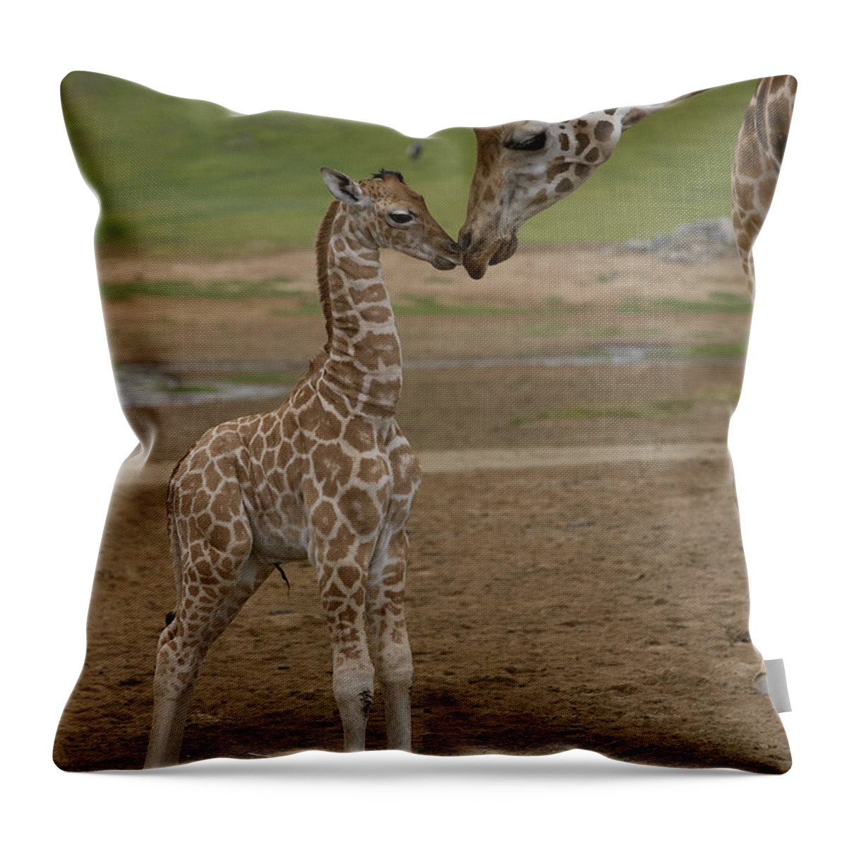 Mp Throw Pillow featuring the photograph Rothschild Giraffe Giraffa by San Diego Zoo