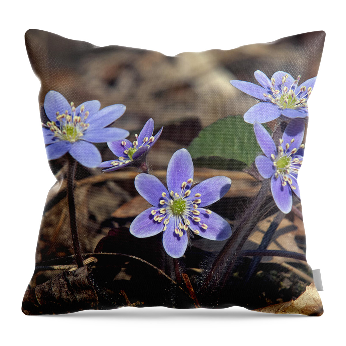 Flower Throw Pillow featuring the photograph Round-lobed Hepatica DSPF116 by Gerry Gantt