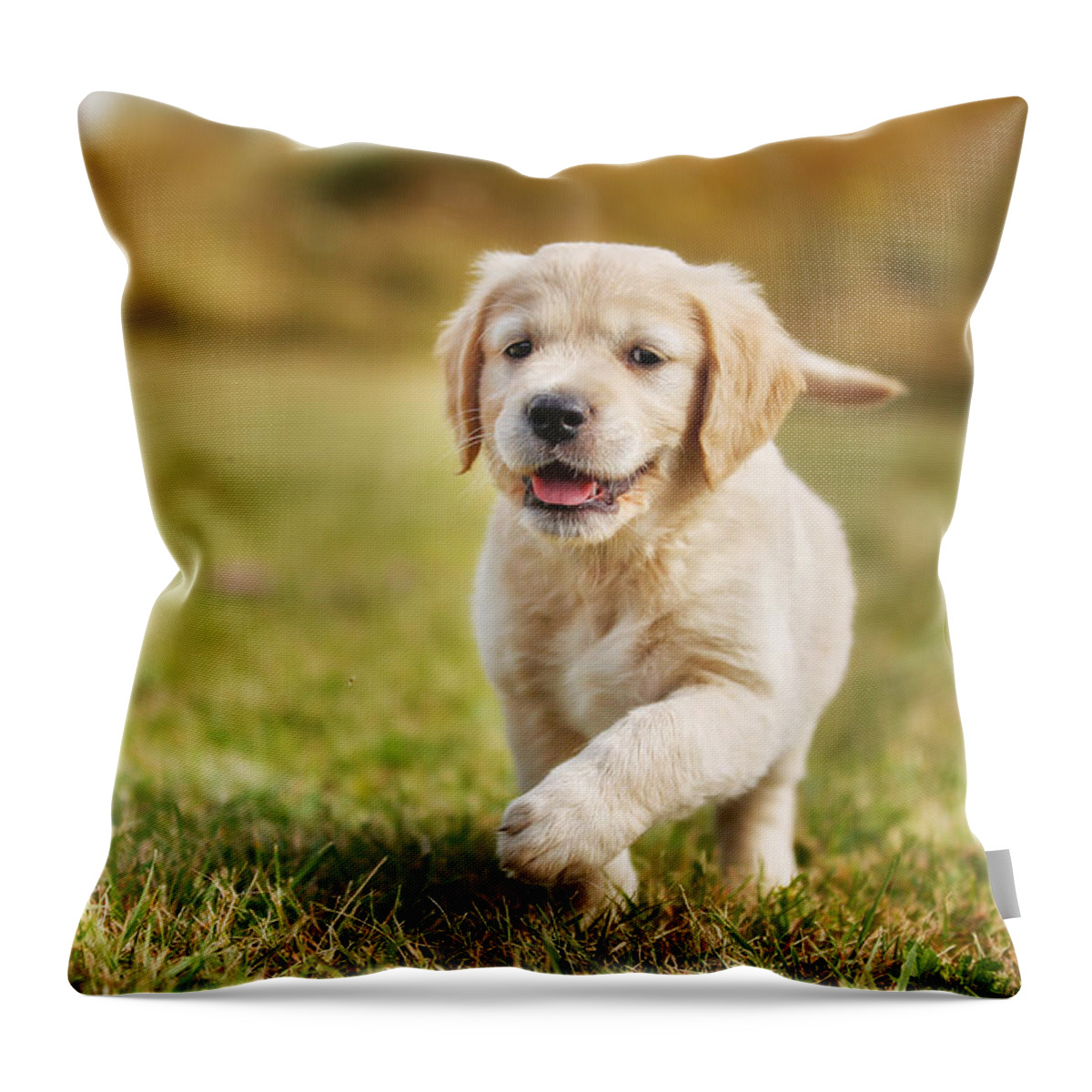 Running Golden Retriever Puppy Throw Pillow For Sale By Mikkel Bigandt