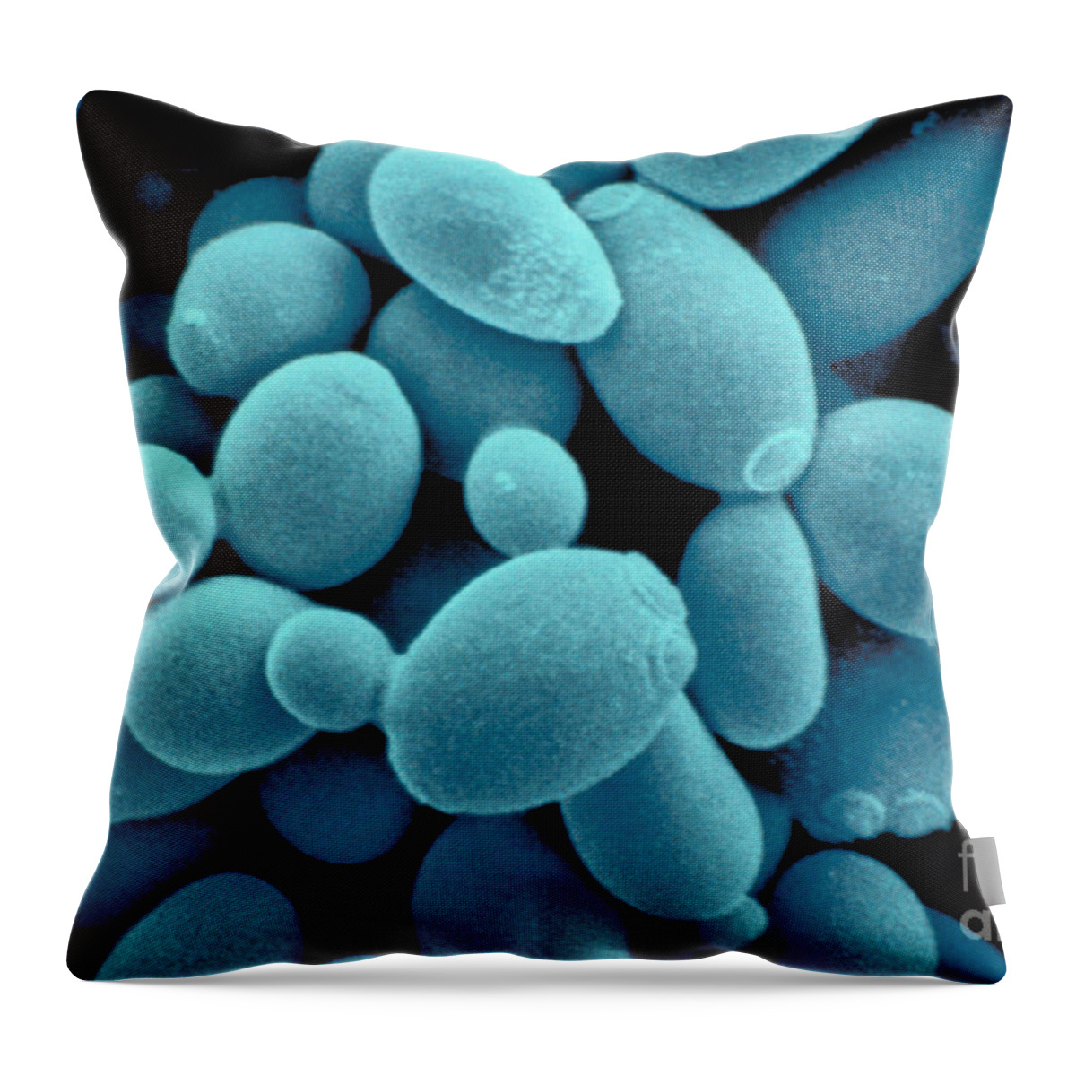Saccharomyces Cerevisiae Yeast Throw Pillow featuring the photograph Sachharomyces Cerevisiae Yeast by Scimat