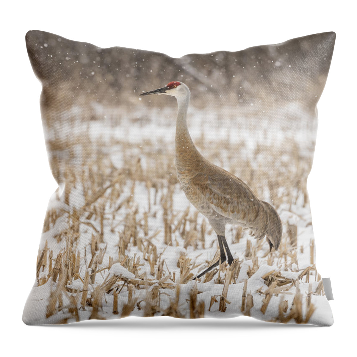Sandhill Crane Throw Pillow featuring the photograph Sandhill Crane 2016-3 by Thomas Young