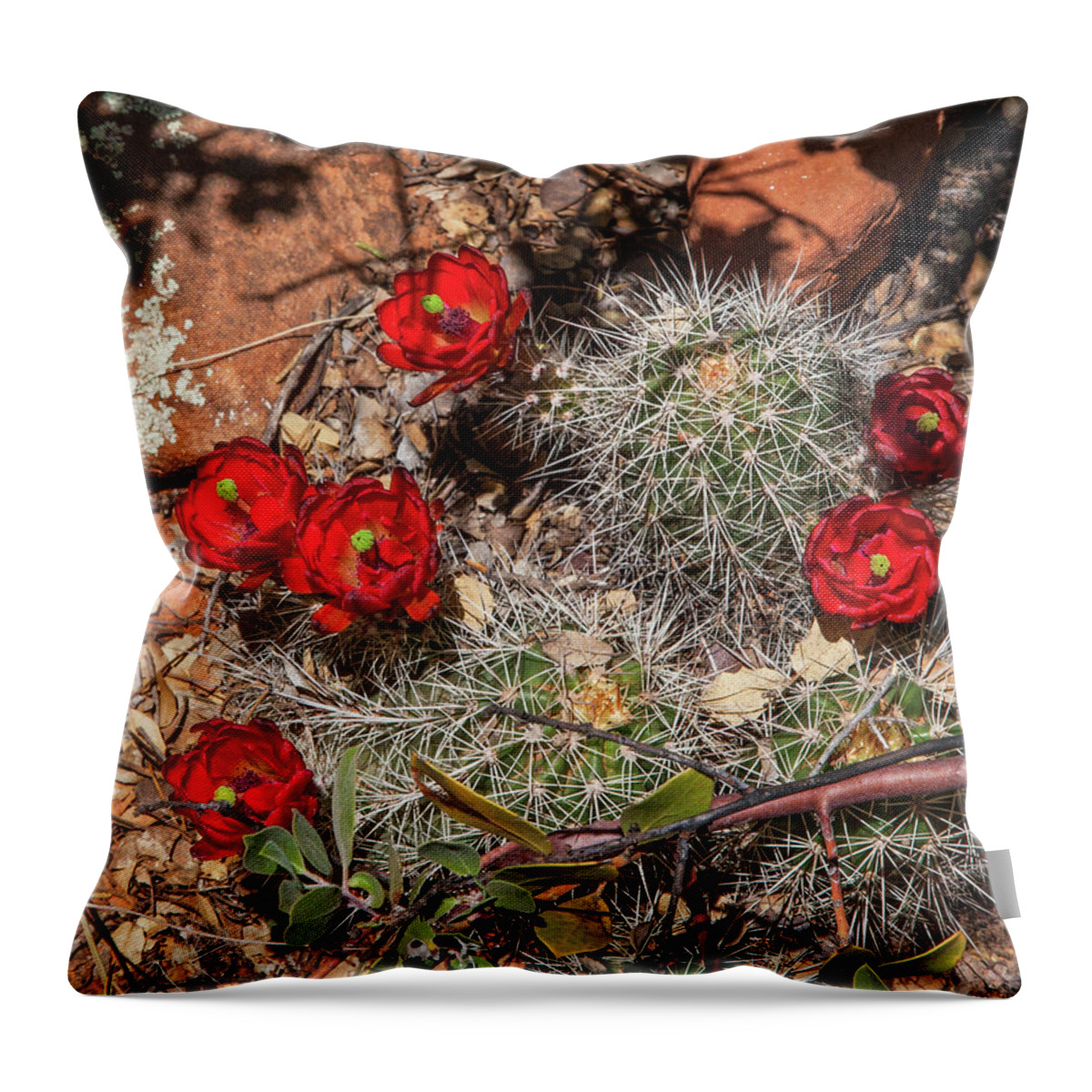Scarlet Flowers Throw Pillow featuring the photograph Scarlet Cactus Blooms by Lon Dittrick