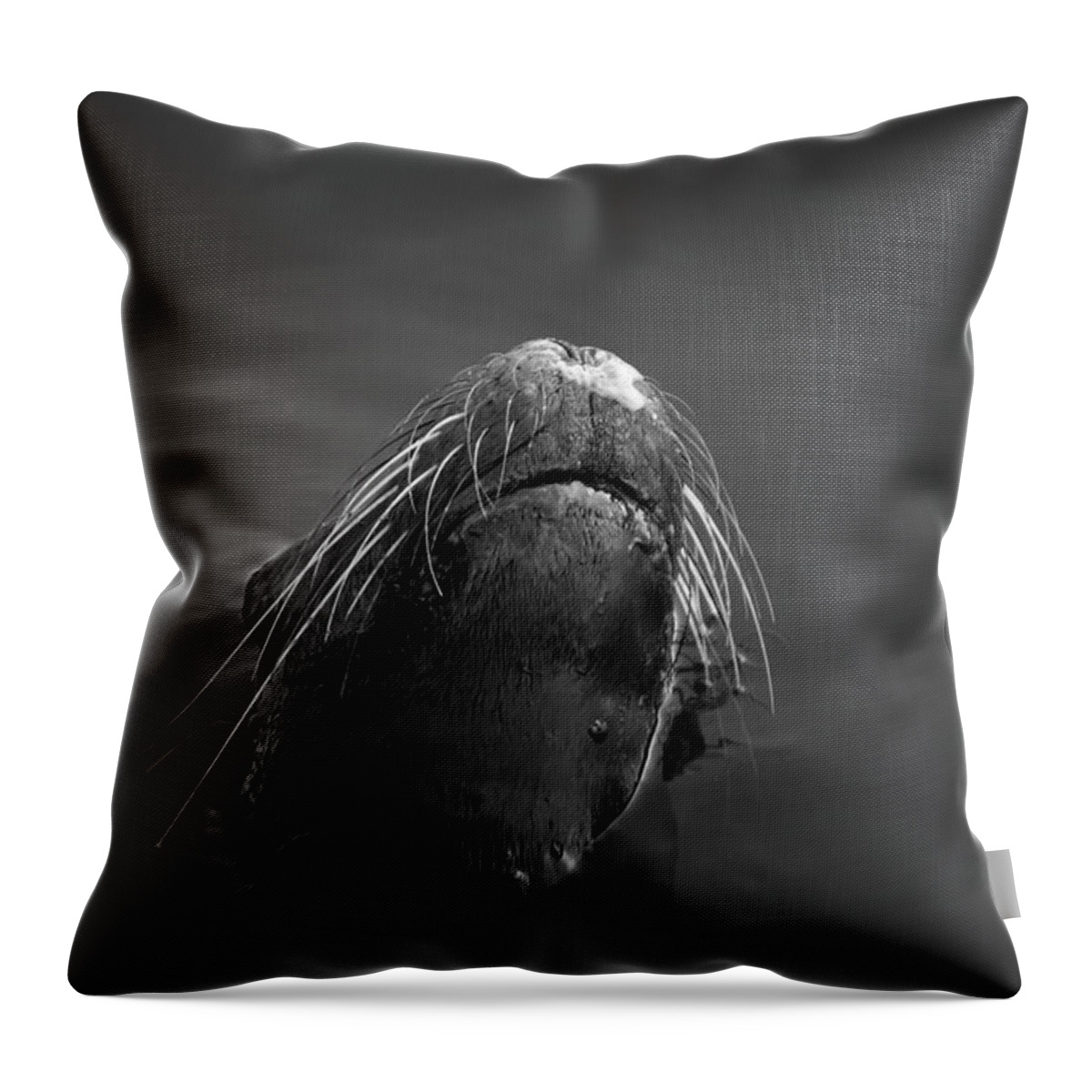 Wildlife Throw Pillow featuring the photograph Sea Lion V BW by David Gordon