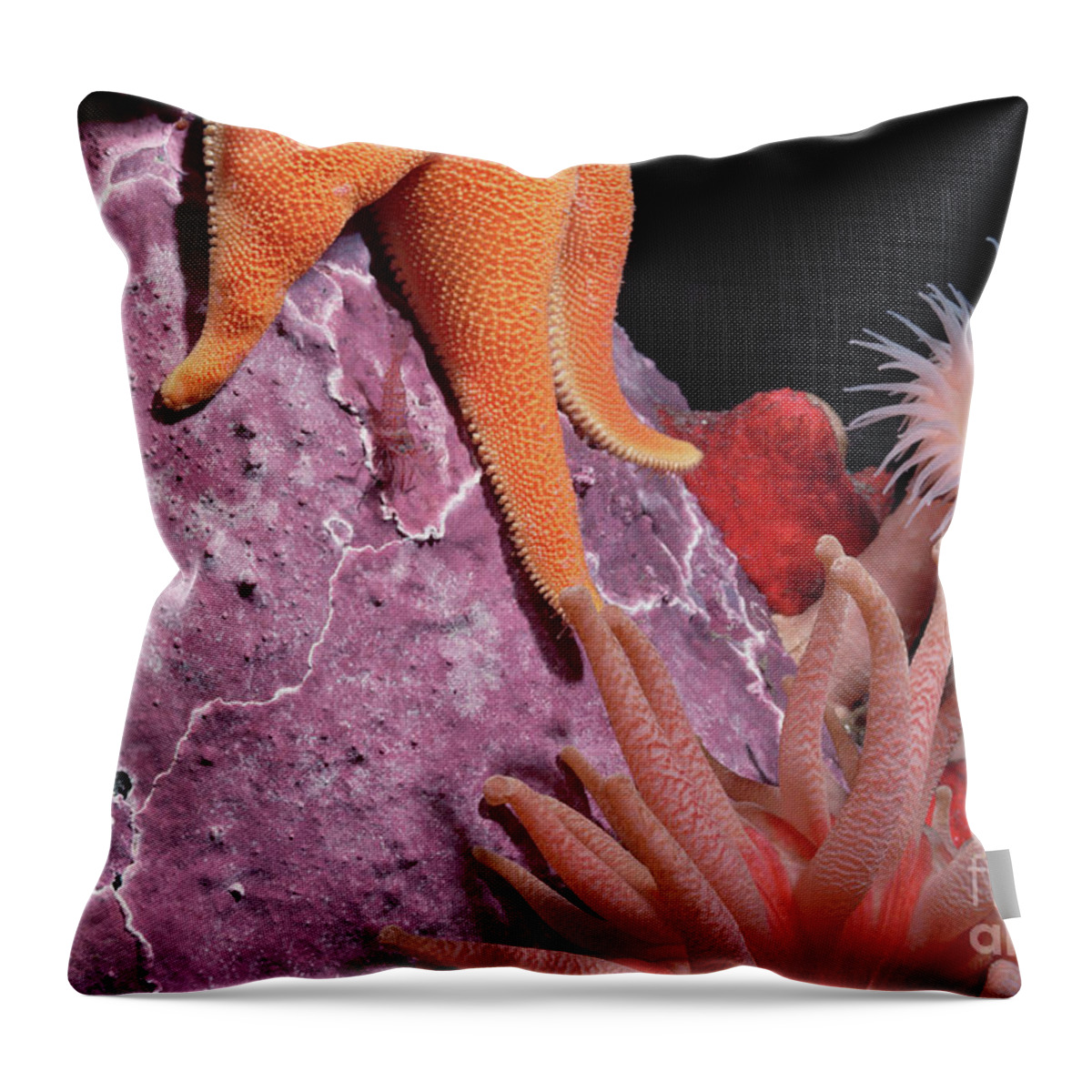 Mp Throw Pillow featuring the photograph Sea Star and Anemones Baffin Isl by Flip Nicklin