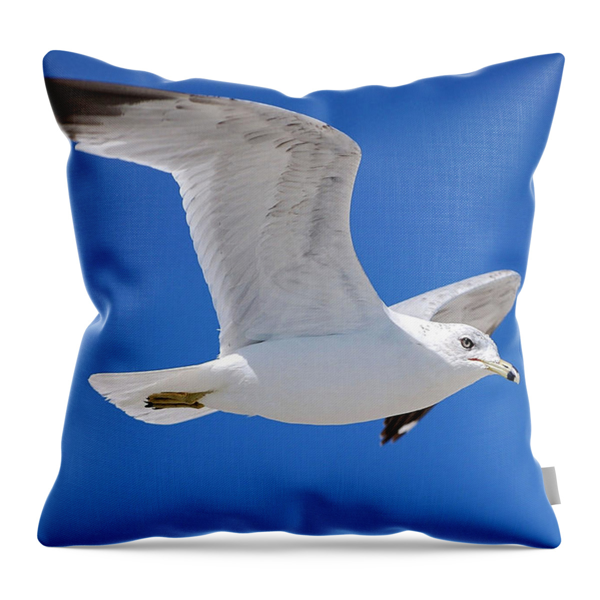 Photography Throw Pillow featuring the photograph Seagull by Ludwig Keck