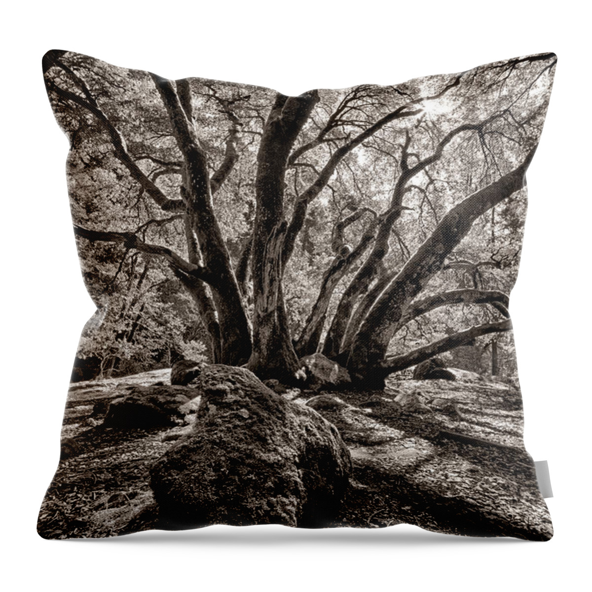 Tree Throw Pillow featuring the photograph Shadow Tree by Vincent Bonafede
