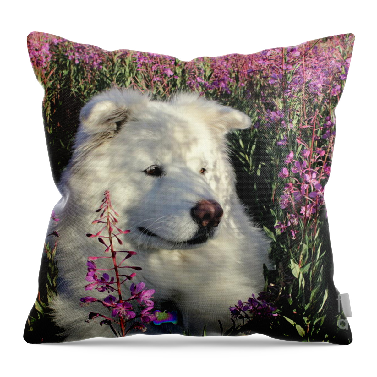 Samoyed Throw Pillow featuring the photograph Shadows by Fiona Kennard