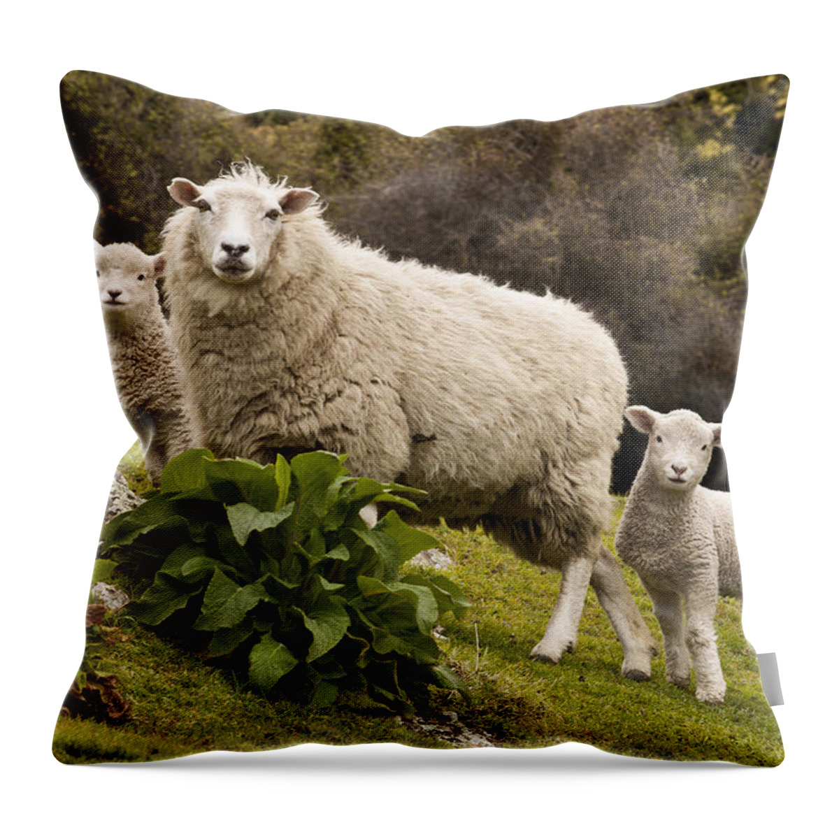 00479625 Throw Pillow featuring the photograph Sheep With Twin Lambs Stony Bay by Colin Monteath