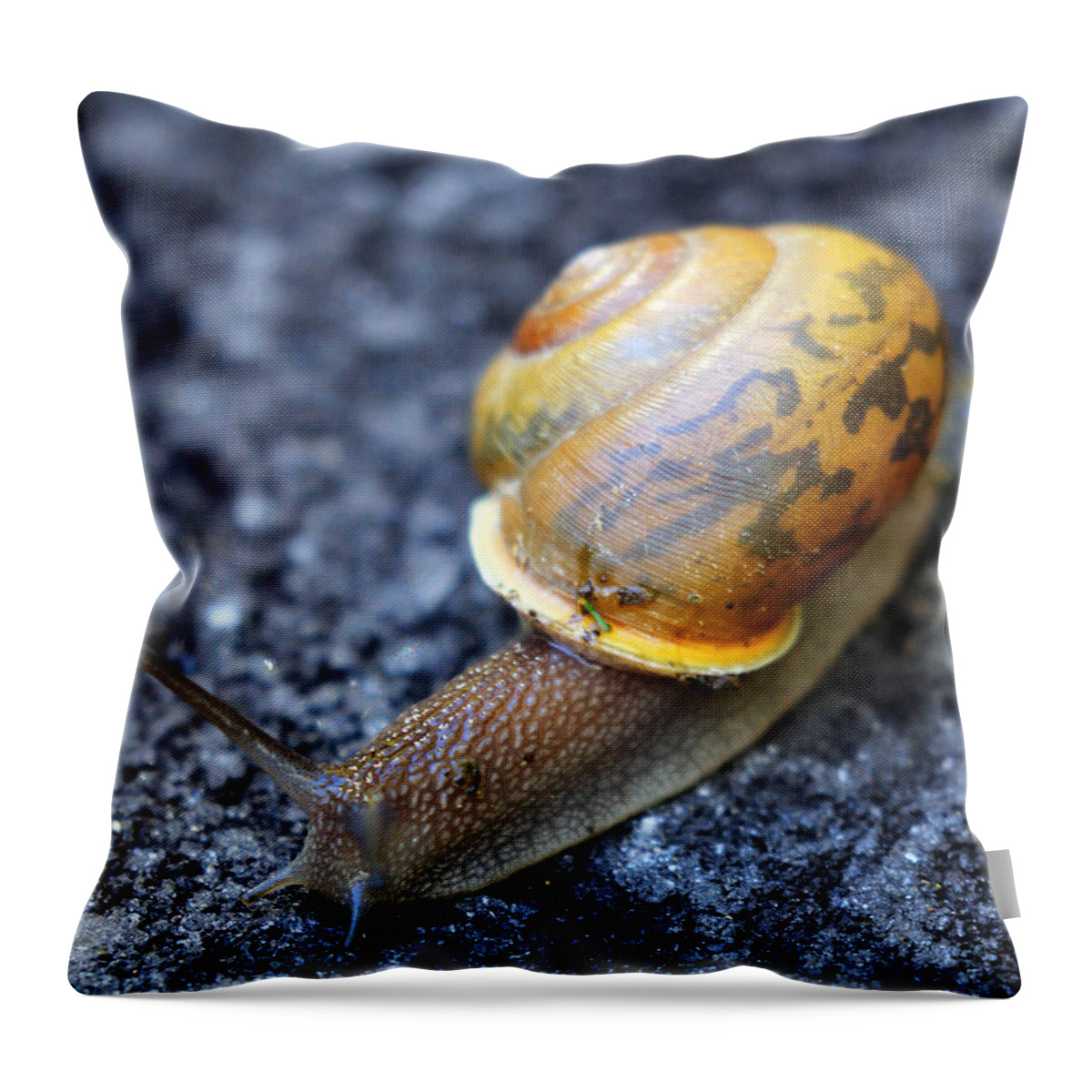 Snail Throw Pillow featuring the photograph Shell Shock by Jennifer Robin