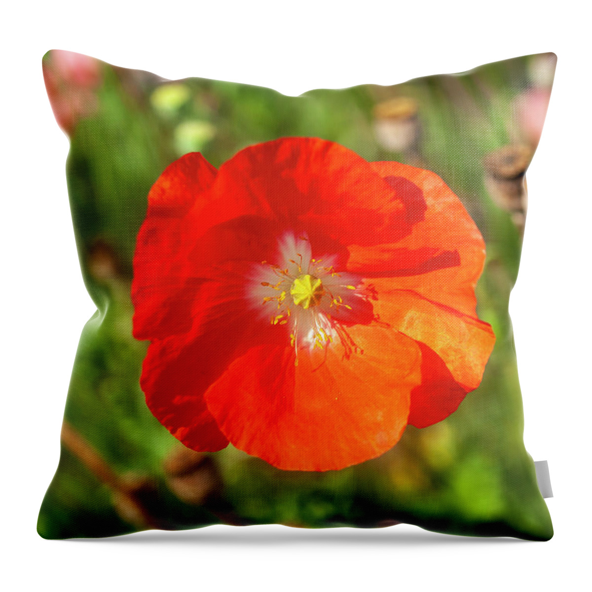 Shirley Poppy Throw Pillow featuring the photograph Shirley Poppy 2018-10 by Thomas Young