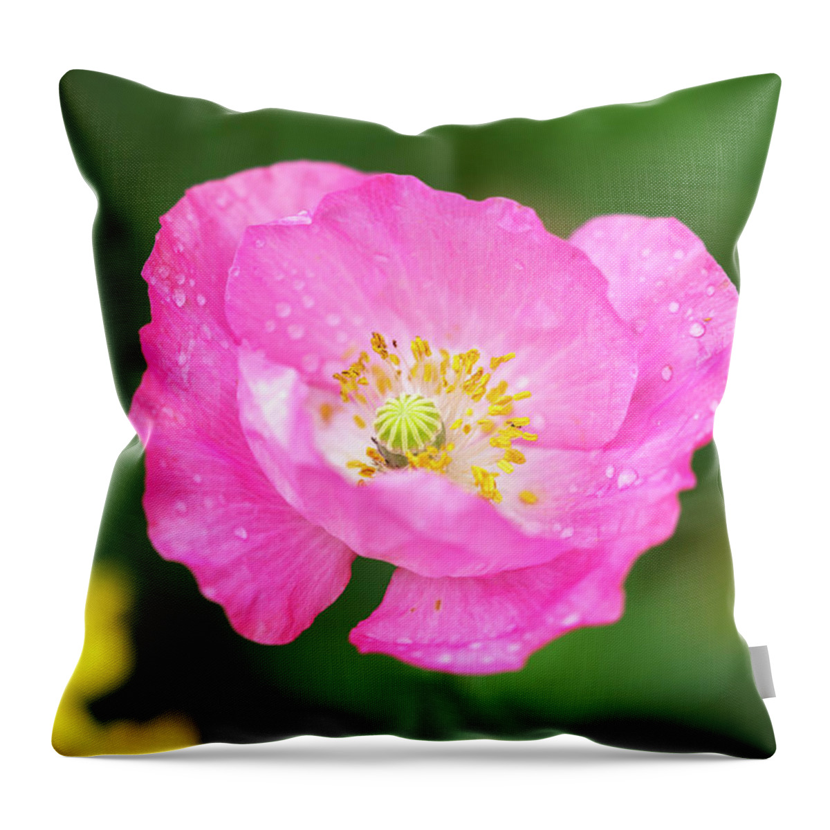 Shirley Poppy Throw Pillow featuring the photograph Shirley Poppy 2018-7 by Thomas Young