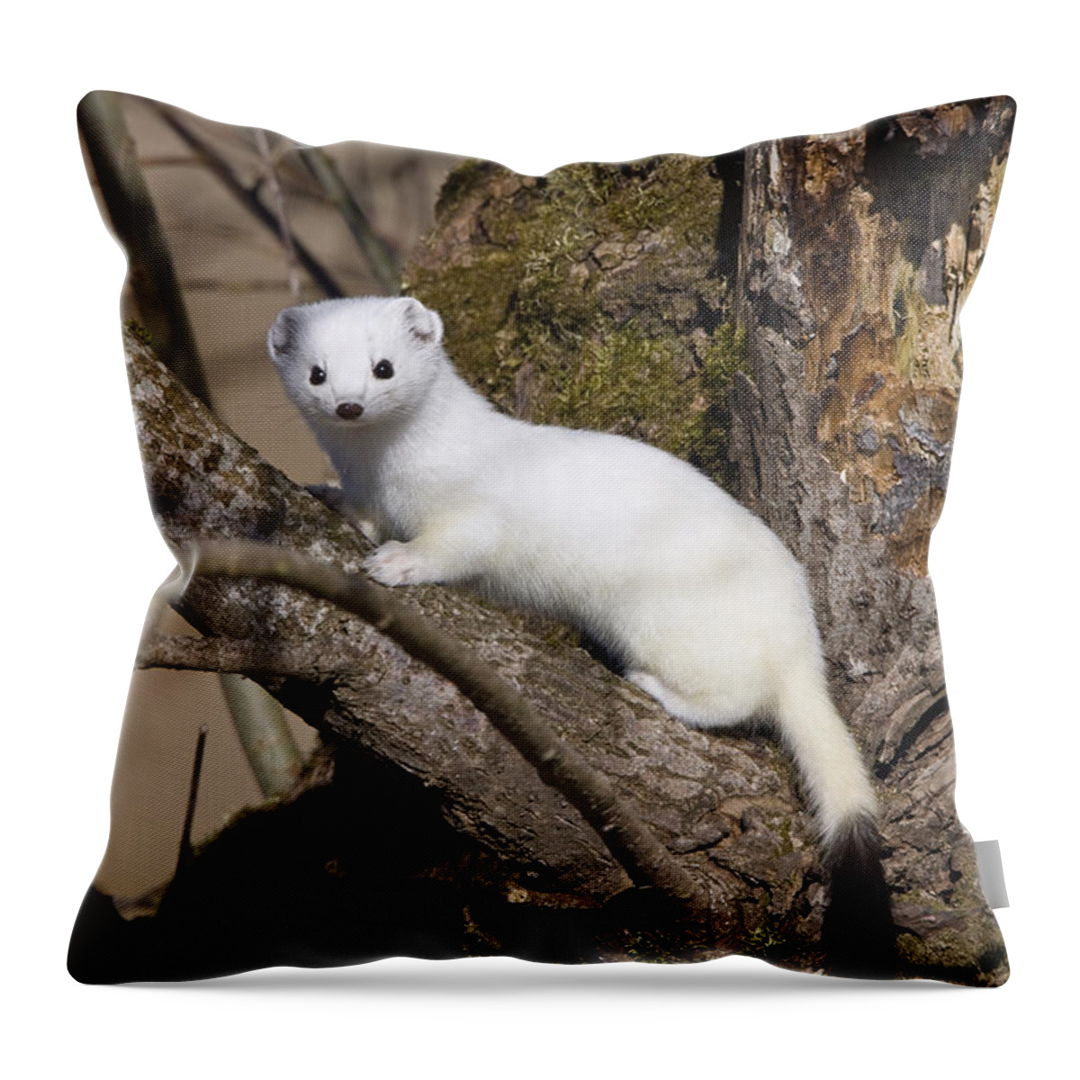 Mp Throw Pillow featuring the photograph Short-tailed Weasel Mustela Erminea by Konrad Wothe