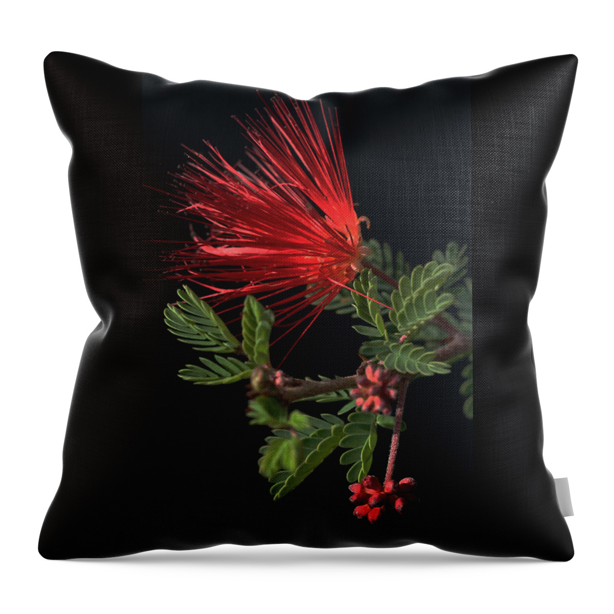 Fairy Duster Throw Pillow featuring the photograph Showy Fairy Duster by Tammy Pool