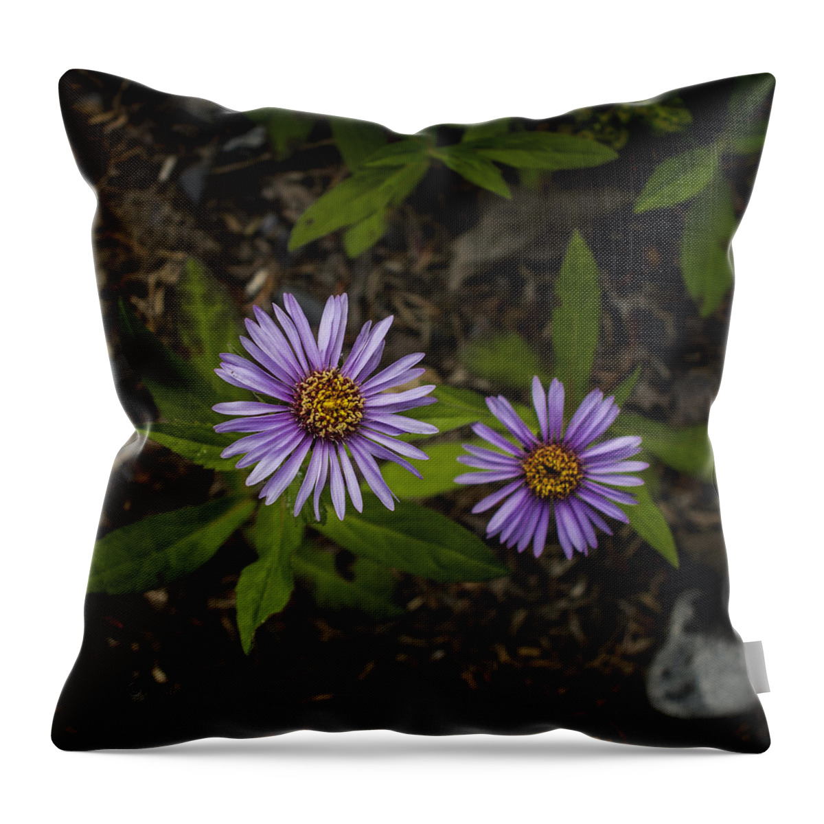 Wildflower Throw Pillow featuring the photograph Siberian Aster by Fred Denner
