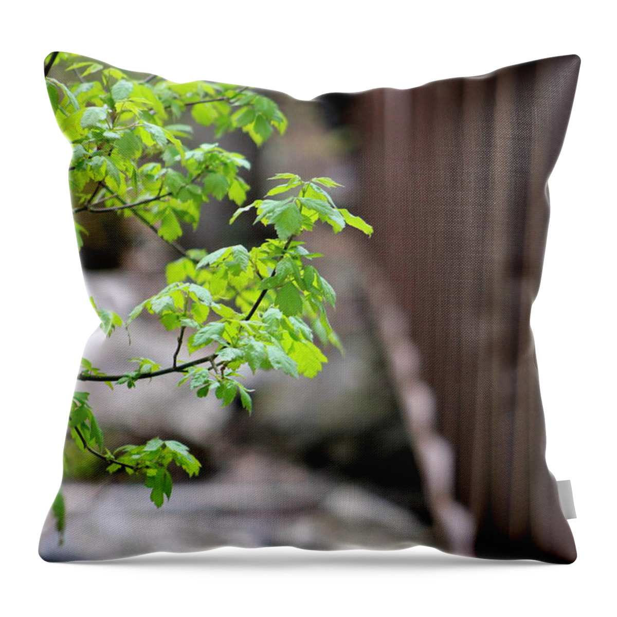 Boxelder Leaves Throw Pillow featuring the photograph Signs Of Spring In American Fork Canyon Utah by Colleen Cornelius