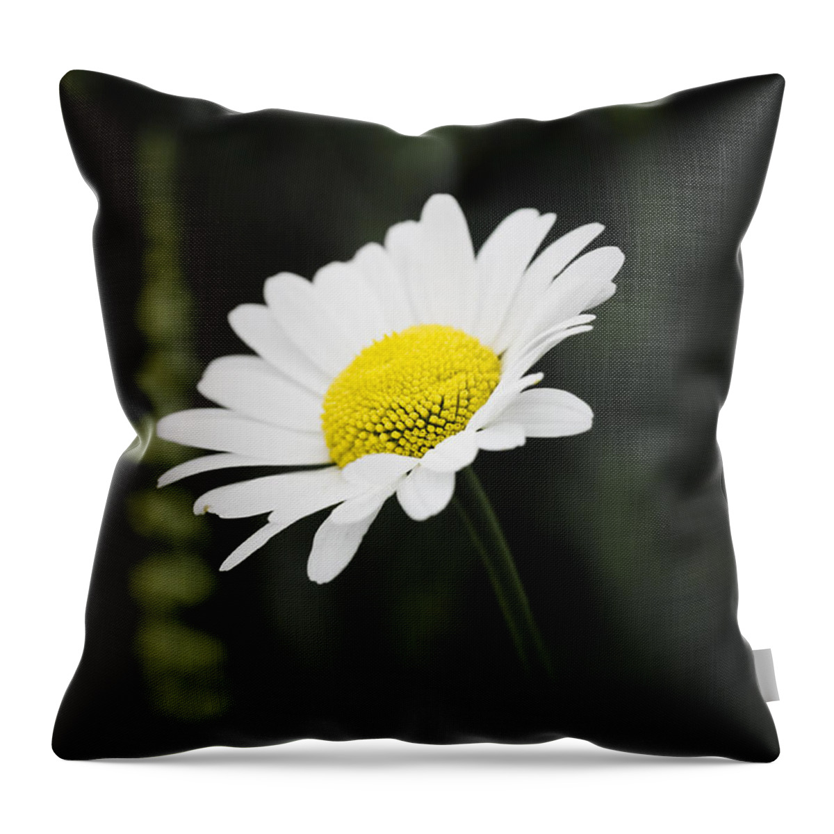 Flower Throw Pillow featuring the photograph Single wild daisy by Simon Bratt