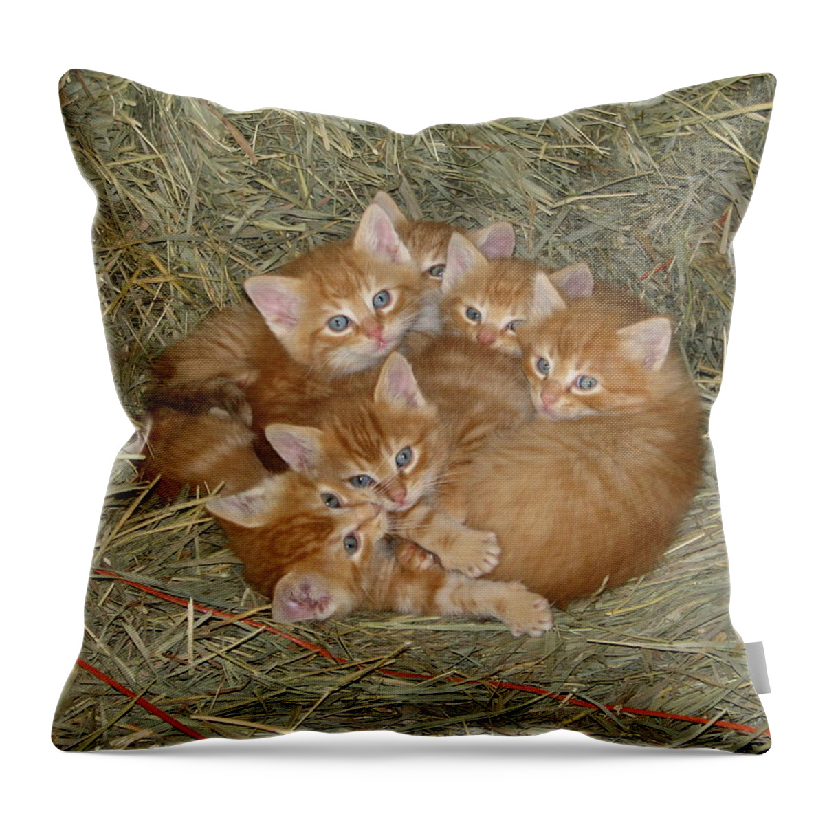 Kittens Throw Pillow featuring the photograph Six Kittens by Keith Stokes