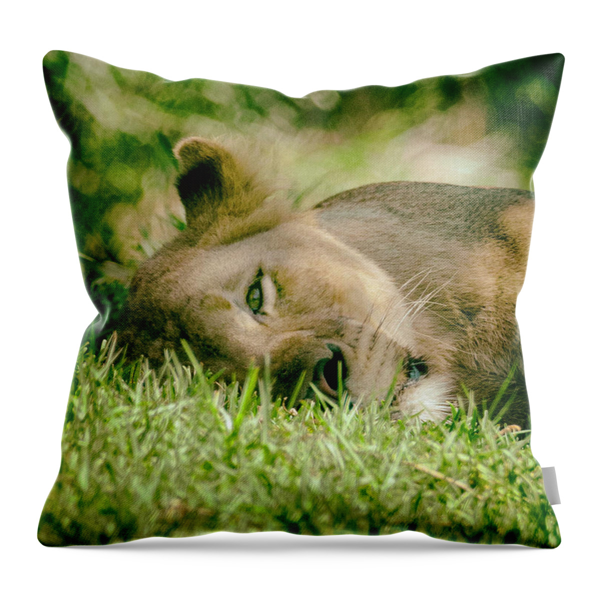 Lions Throw Pillow featuring the photograph Sleeoing Lioness by Lawrence Knutsson