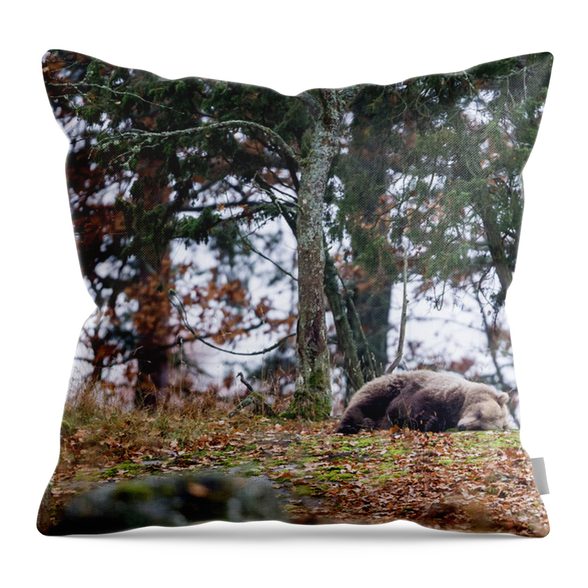 Bear Throw Pillow featuring the photograph Sleeping Bear by Torbjorn Swenelius