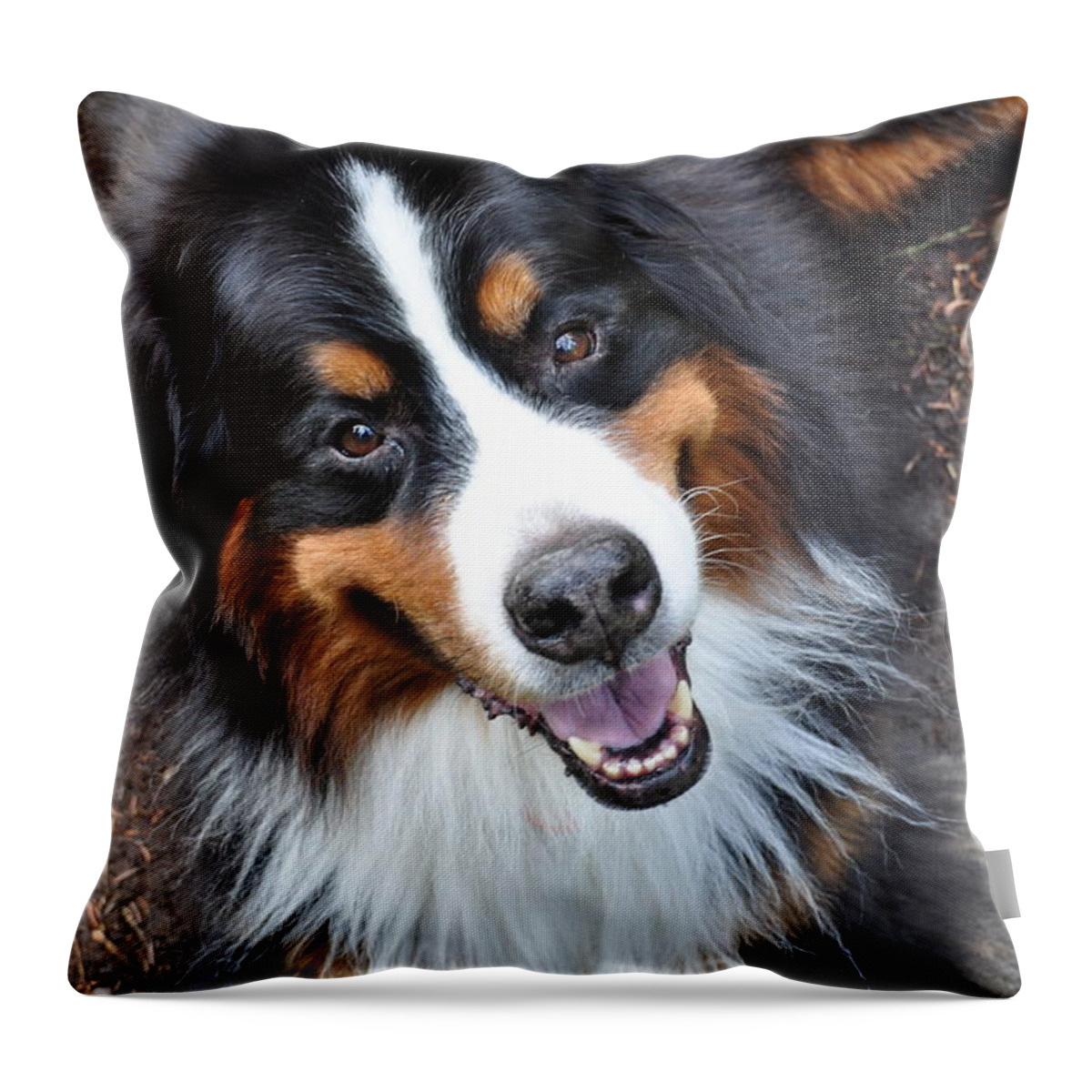 Outside Throw Pillow featuring the photograph Smiling Bernese Mountain Dog by Pelo Blanco Photo