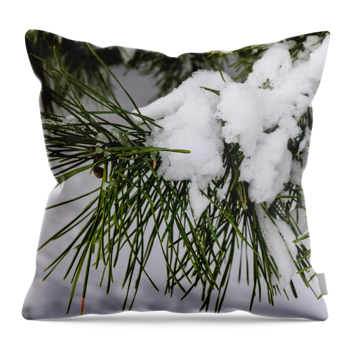 Snow Throw Pillow featuring the photograph Snowy Branch by Nicole Lloyd