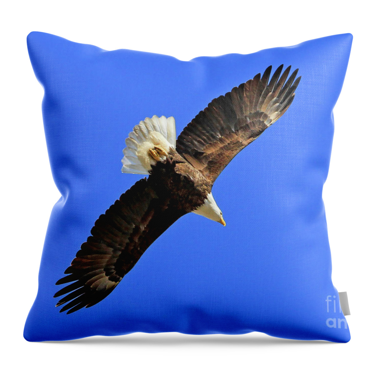 Blue Throw Pillow featuring the photograph Soaring into the Blue by Paula Guttilla