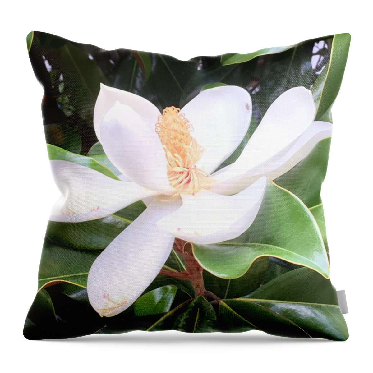 Magnolia Throw Pillow featuring the photograph Soft Magnolia by Pamela Henry