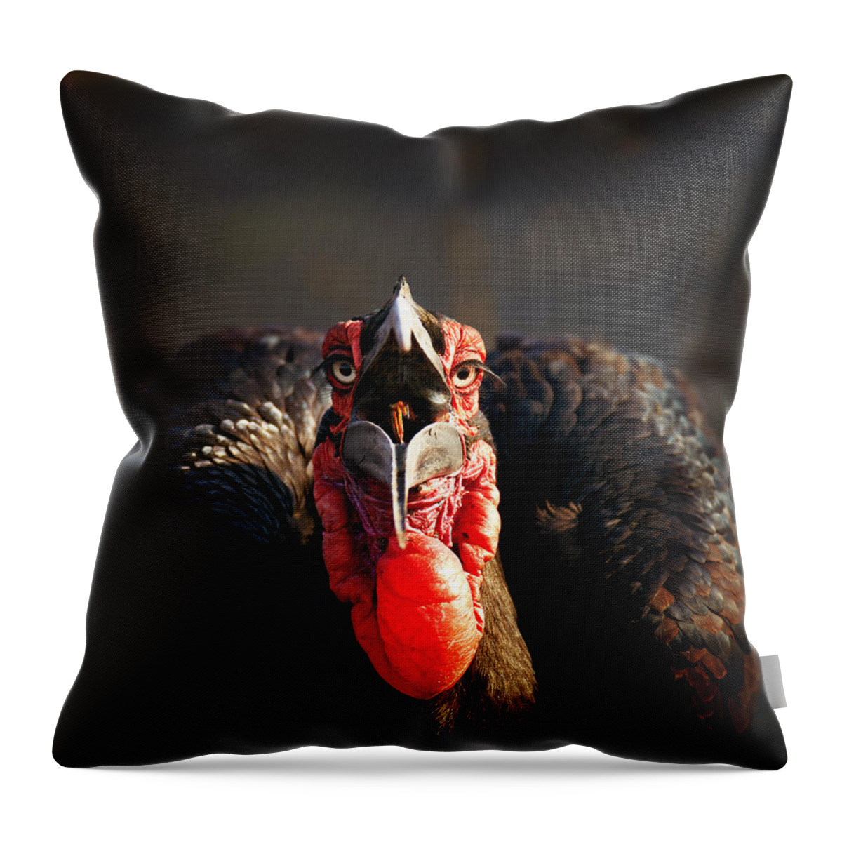 Southern Throw Pillow featuring the photograph Southern Ground Hornbill swallowing a seed by Johan Swanepoel