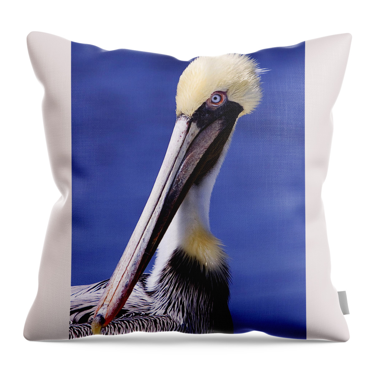 Southport Throw Pillow featuring the photograph Southport Pelican by Nick Noble