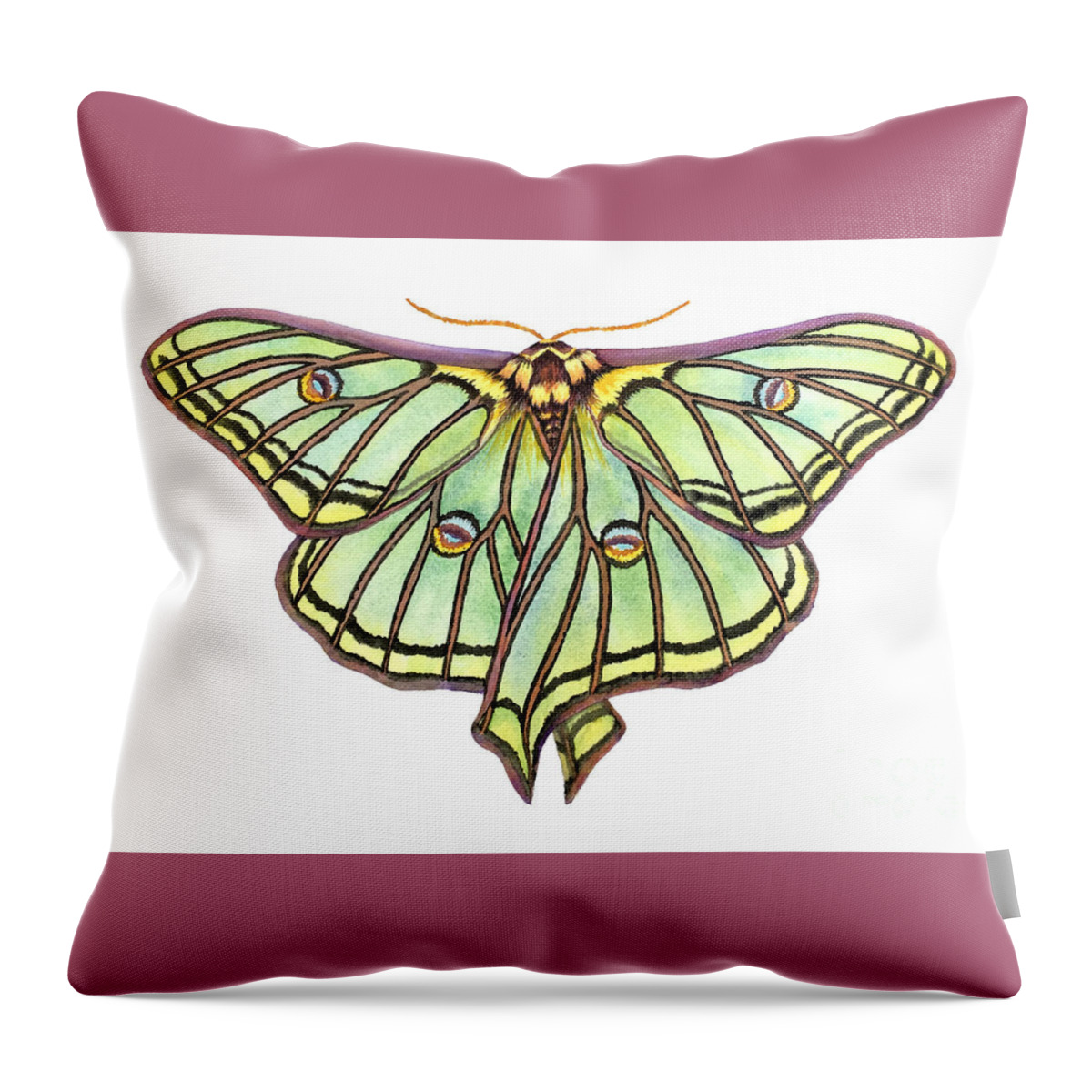 Spanish Moon Moth Throw Pillow featuring the painting Spanish Moon Moth by Lucy Arnold
